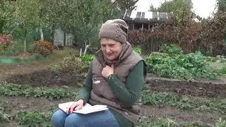 Сидераты ОЗИМЫЕ. А что делать с ЯРОВЫМИ?
