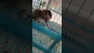 monyet mini gabisa besar, sedang minum habis sarapan