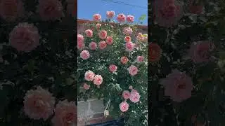 Доброе утро дорогие девушки.