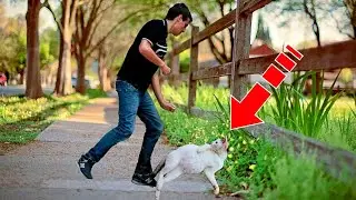 The owner threw the pregnant cat outside. Then something terrible happened!