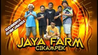 JAYA FARM CIKAMPEK GUDANGNYA AYAM JAWARA