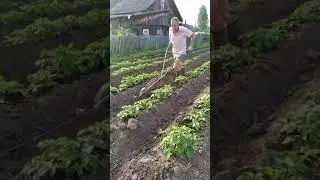 #Окучиваем