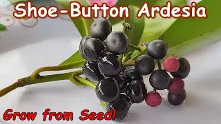 Grow Shoebutton Ardisia from Seed - Ardisia Elliptica