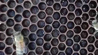 APIÁRIO BREJOS 6° ALIMENTAÇÃO COM A LINHA MELIPRÓ