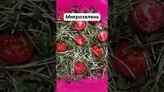 Салат из микрозелени горчицы с черри #сургут #западнаясибирь