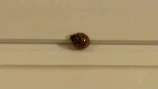 Ladybug
