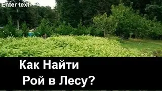 №57 Как Найти Рой в Лесу? Обмен Опытом. Пчеловодство. Пасека.