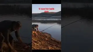 yakala öp bırak ta güzel bir sazan daha