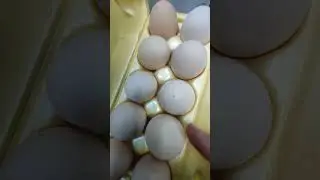 дамашны яаиц лечит кости лехки
