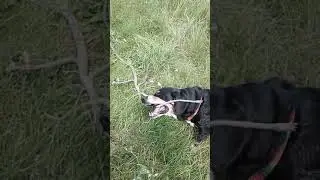 ПАЛКА ПО РАЗМЕРАМ