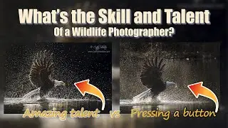 What is the SKILL and TALENT of a Wildlife Photographer