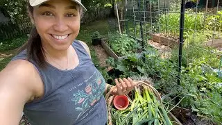 Garlic Scape Harvest and Drip Irrigation | Gardening Vlog