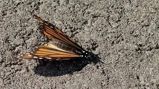 butterfly 🦋