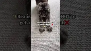 🔊Realistic Reasons Not to Get a Maine Coon Cat 💔😼 Watch before getting one 🙈