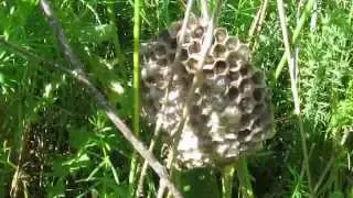 Психованная оса Nutty wasp