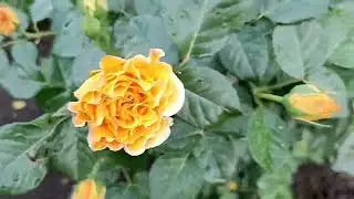 Пеку куличи к Пасхе и яйца крашу, а ведь не планировала)