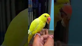 mami badam ka rha ha //#shorts #youtubeshorts