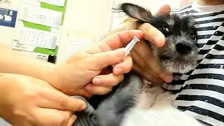 Я Уколов Не Боюсь...Сделали Вторую Прививку👍💉