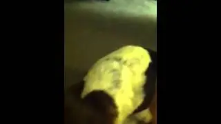 Merlyn waits