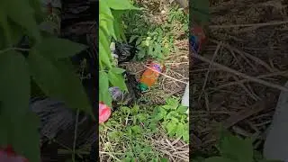 Свиньи Дальнобойщики 😡😡😡