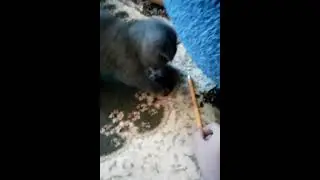Куки в детстве