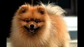 THIS IS THE BEHAVIOR OF BEE DOGS THAT IS HARD TO REMOVE.