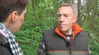 Kleine Kräuterkunde: Giersch
