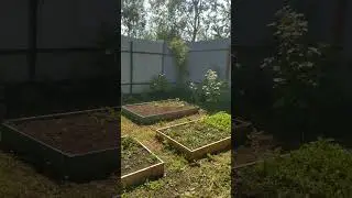 Дачные просторы!!! Зелень растет!