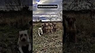 #rico