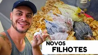 DAY TO TAKE CHICKS OUT OF THE NEST | MAY