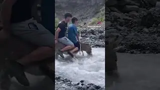 Ох этот осёл😱 Оҳ ин харҳо #shortsvideo