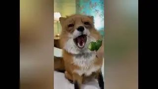 funny animals | смешная подборка с котами, приколы с животными