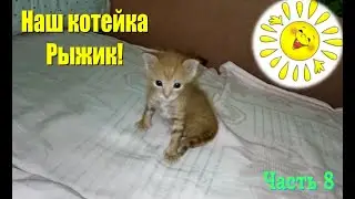 Наш котейка Рыжик! Часть 8 #Shorts