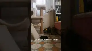 efuli'nin bakışı müthiş #shorts #scottishfold #kediler #cat #catvideos #katze
