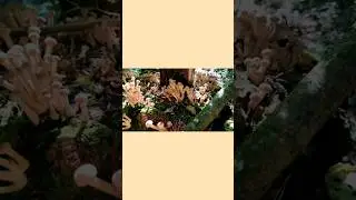 Собираем опята #грибы #shorts #опята