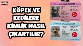 KEDİ VE KÖPEKLERE KİMLİK NASIL ÇIKARTILIR ? #kimlik #köpek #kedi