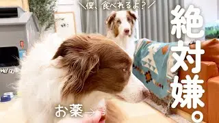お薬が嫌いなお姉ちゃんの代わりにいつでも食べれるように待機してる弟犬が可愛い(笑)【ボーダーコリー・オーストラリアンシェパード】