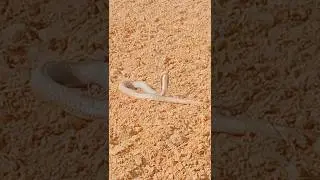 इच्छाधारी नाग...😱🐍😱|| #snake #viral #trending #shortsfeed #youtubeshorts #shortvideo #viralsnake