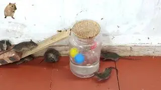 Oil mouse trap - Water mouse trap - Experiment with rats trap with filtered water and cooling oil