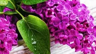 Стрим.Музей - галлерея живописной вышивки Светланы Диановой.