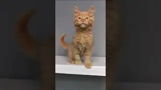 Котята мейн-кун. Кошечка. Доступна.