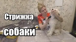 How to Groom a Dog at Home. Testing the Major Dog Hunfrise H22 Dog Grooming Machine
