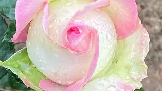 ROSE BLOOMING 2021💪🥷🥰. THE WEATHER HAS CHOSE THE ELITE 🥶🌧❤️‍🔥🥰👍