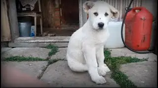 Время бежит быстро, щенки подрастают