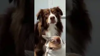 Best Of Dogs & Cats🐈 🐕🫶 #shorts #funny