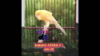 Kenari F1 Gacor #burungkicaugacor