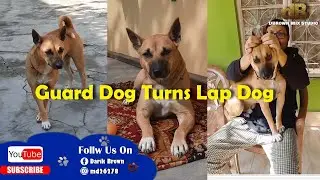 Guard Dog Turns Lap Dog