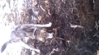 Boeing Blue Eyed Siberian Husky Attacks Mouse