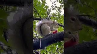 Беличьи истории Продолжение