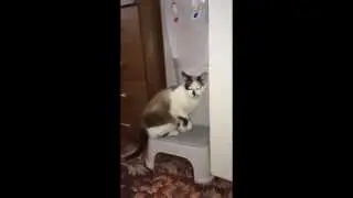 кошка удаляет жажду